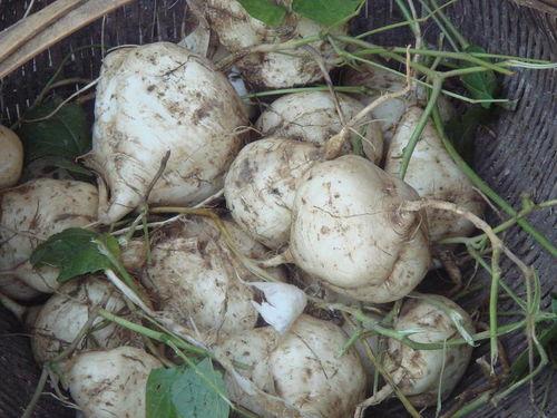 土瓜怎么吃最好,这样吃最营养！