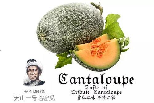 天山吃瓜,一场吃瓜引发的探险之旅