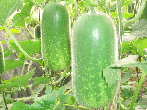 贵妃吃瓜图片真实高清,宫廷佳丽美态尽显