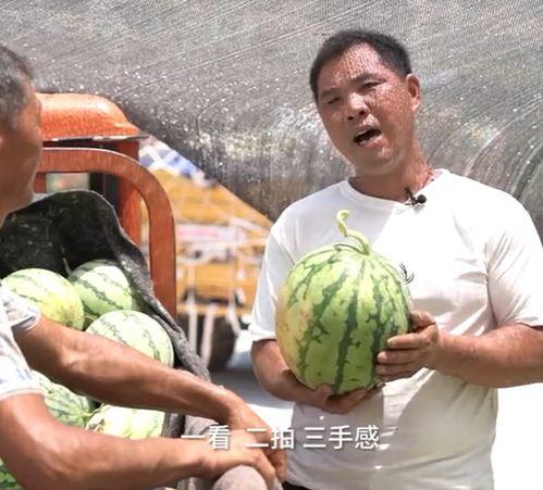 吃瓜届顶流,揭秘吃瓜群众的狂欢盛宴