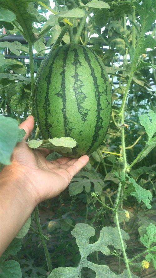 吃瓜园干,探寻民间美食的奥秘