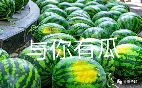 大学里的吃瓜,揭秘大学里的那些“吃瓜”趣事