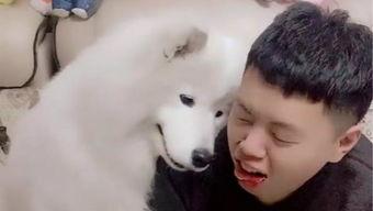 狼吃瓜的故事,一场智慧与勇气的较量