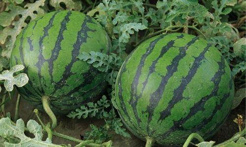 哪里吃瓜最好吃