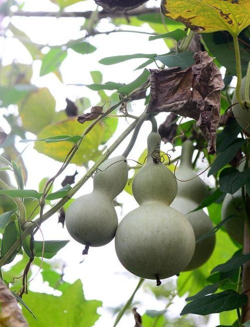 葫芦瓢瓜怎样吃