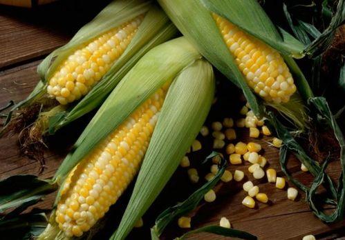 玉米公主吃瓜,玉米公主的神秘瓜界冒险