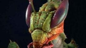 吃瓜螳螂,揭秘昆虫界的“美食侦探”