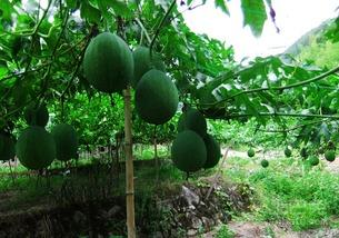 吊瓜能每天吃吗