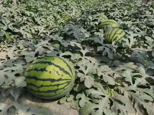 寿光语文老师吃瓜,寿光语文老师与“吃瓜”事件背后的教育思考