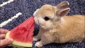 兔子吃瓜中