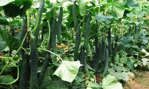 道具立夏吃瓜,探寻立夏吃瓜的习俗与寓意