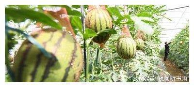 吃瓜自由的原因,网络时代下的言论自由与边界探索