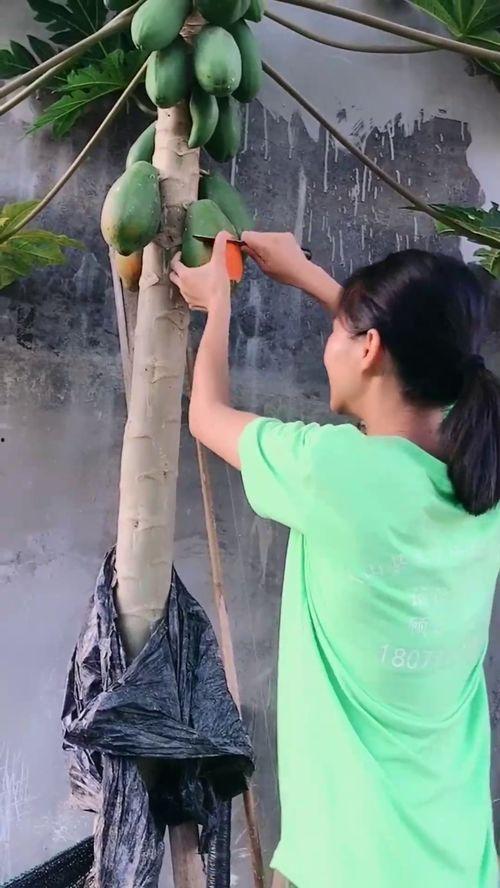 坐在树上吃瓜,揭秘坐在树上吃瓜的惬意生活