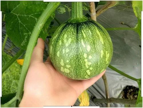 江苏经贸吃瓜后续,真相大白，反转再反转！