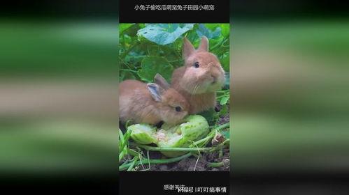 兔子可以吃小瓜么,营养与安全的探讨